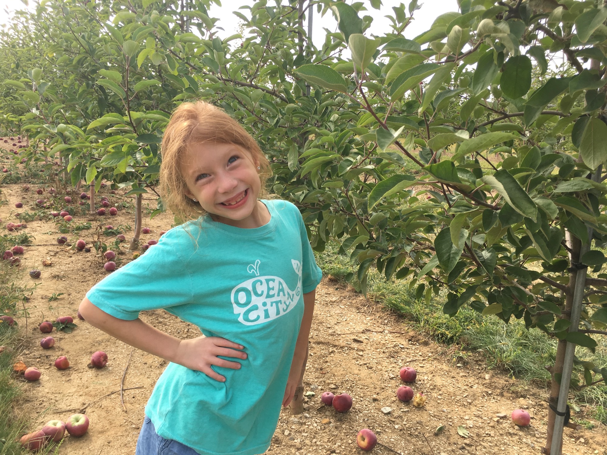09-17-2016-apple-picking-5 photo